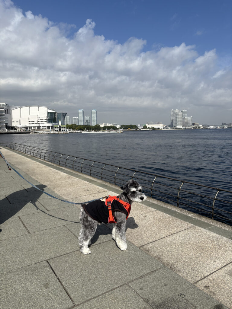 わんこと一緒に横浜の旅