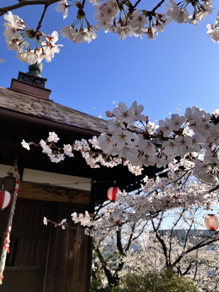 長野市～「1日7000歩」のウォーキングで見つけた桜の景色