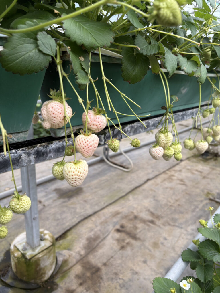 南信で春を満喫～伊那市・駒ヶ根市～