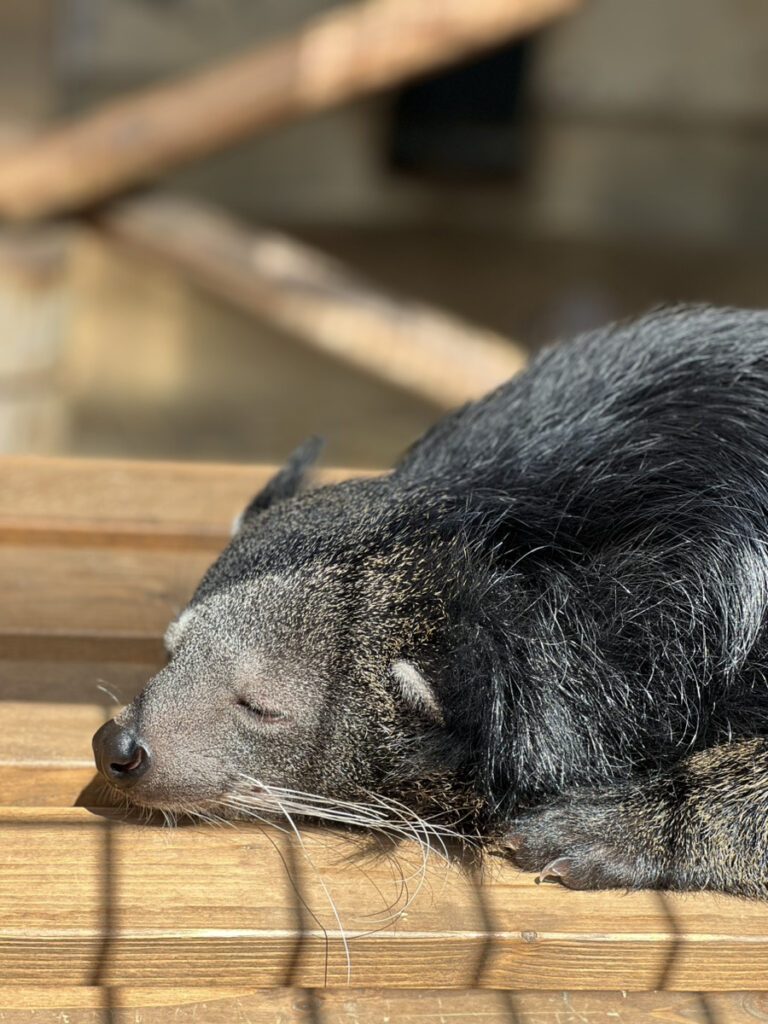 春のおでかけ～花粉とともに～松本市・長野市
