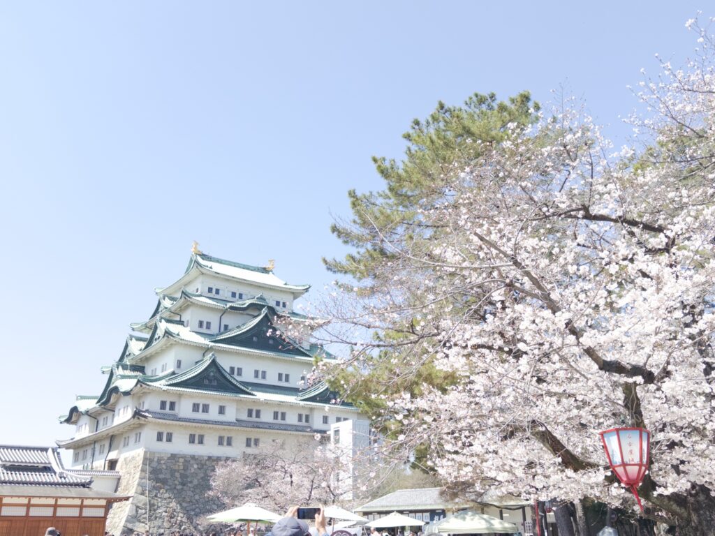 桜アルバム