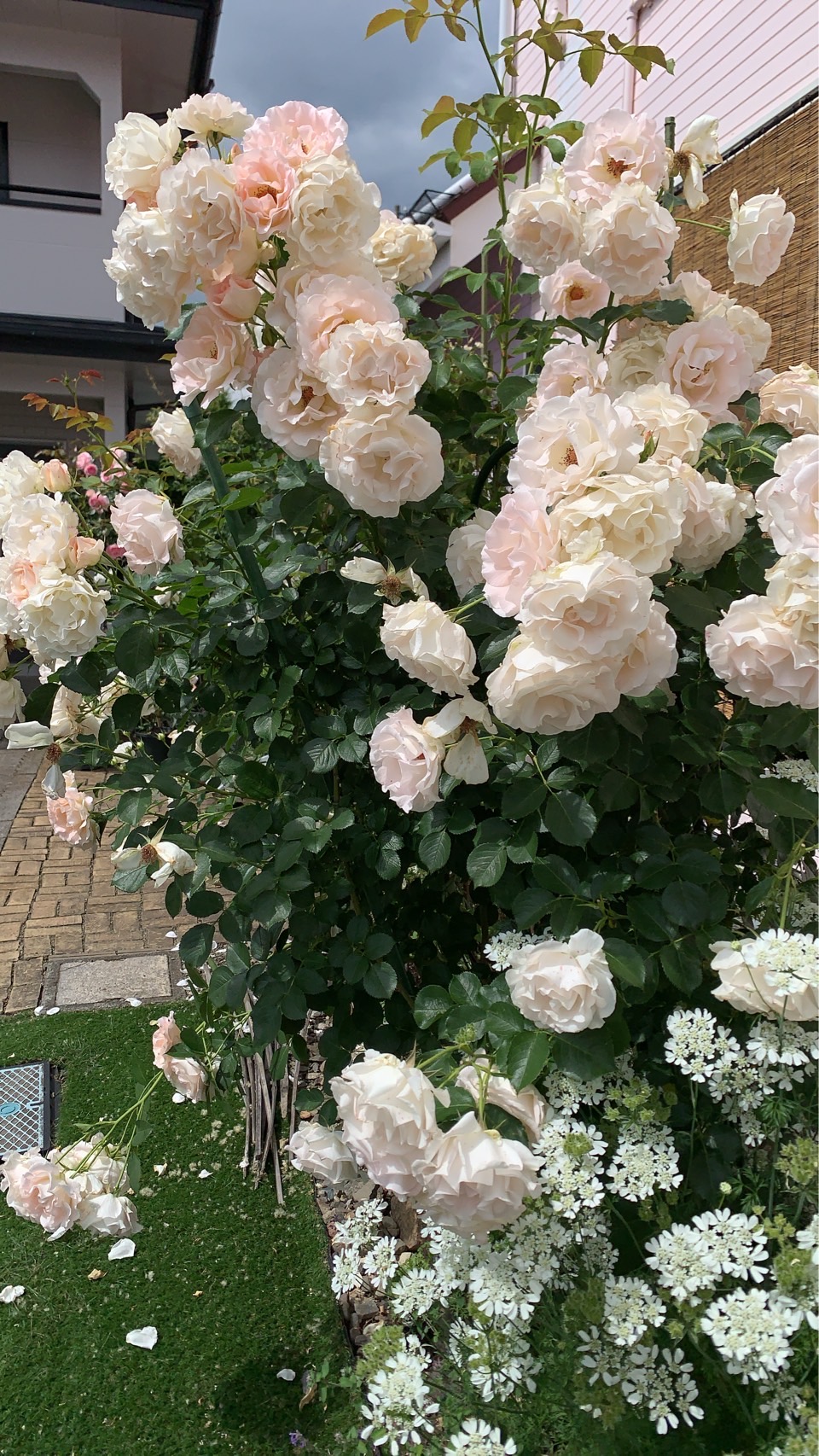 バラの季節🌹母の日　～岡谷市～