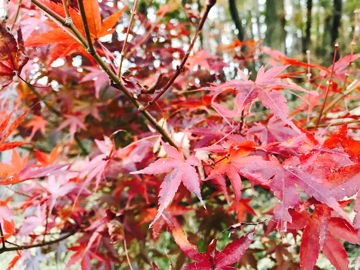 紅葉狩り サンプロリフォーム